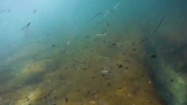 Denize doğru yürü. Hazar Denizi. 09 Eylül 2020.