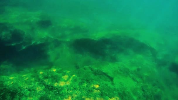 Underwater Landscape Sea Caspian Sea June 2020 Year — Stock Video