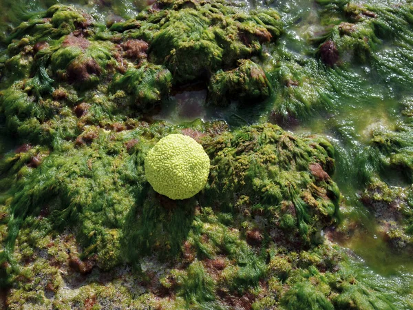 Pomme Adam Sur Côte Rocheuse Mer Caspienne Octobre Est Mois — Photo