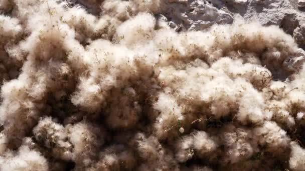 Höstkusten Vid Kaspiska Havet Växt Täckt Med Fluff Stranden Klippig — Stockvideo