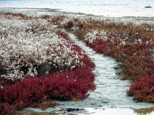 Costa Autunnale Del Mar Caspio Una Pianta Ricoperta Lanugine Sulla — Foto Stock