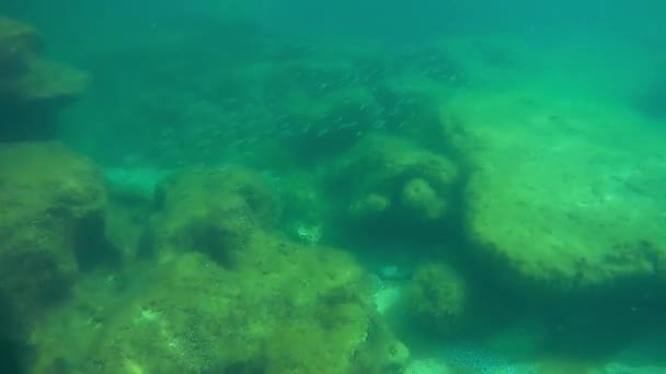 里海的一群鱼 大块的蟑螂 2021年 — 图库视频影像