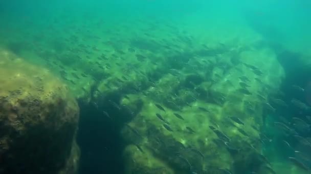 Fiskflocken Kaspiska Havet Jamb Mört Månad Maj 2021 — Stockvideo