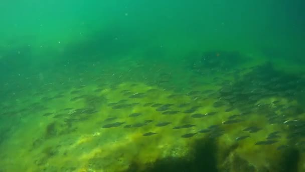 Flok Fisk Det Kaspiske Hav Jamb Kakerlak Måned Maj 2021 – Stock-video