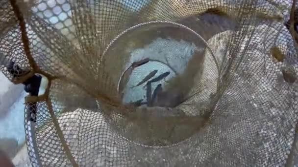 Fisk Buret Fisker Ved Havet Det Kaspiske Hav Juni Måned – stockvideo