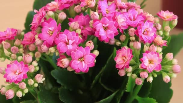 Roze Bloemblaadjes Kalanchoë Een Close Woonplanten — Stockvideo