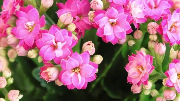 Roze Bloemblaadjes Kalanchoë Een Close Woonplanten — Stockvideo