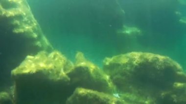 Denizde sualtı manzarası. Hazar Denizi. Mayıs ayı. 2021 yıl.