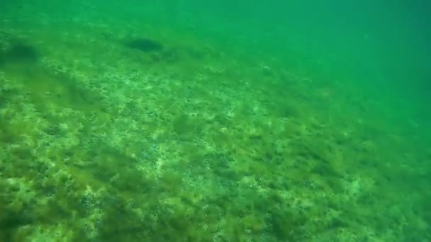 Undervattenslandskap Havet Kaspiska Havet Månad Maj 2021 — Stockvideo