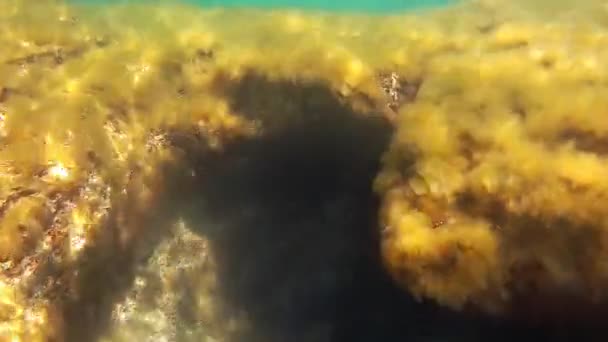 Paisagem Subaquática Mar Mar Cáspio Mês Maio 2021 Anos — Vídeo de Stock