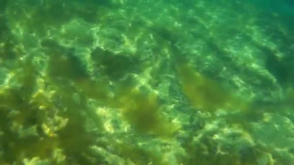 Подводный Пейзаж Море Каспий Месяц Май 2021 Год — стоковое видео