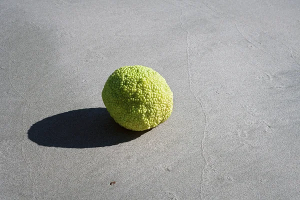 Μήλο Του Αδάμ Στην Αμμώδη Ακτή Της Κασπίας Θάλασσας — Φωτογραφία Αρχείου