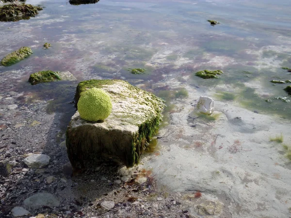 Pomme Adam Sur Côte Rocheuse Mer Caspienne Octobre Est Mois — Photo