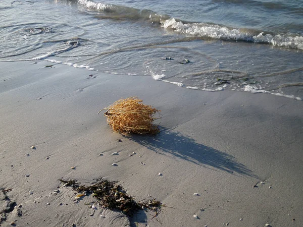 Buisson Sec Herbe Tumbleweed Côte Sablonneuse Mer Caspienne Kazakhstan Région — Photo