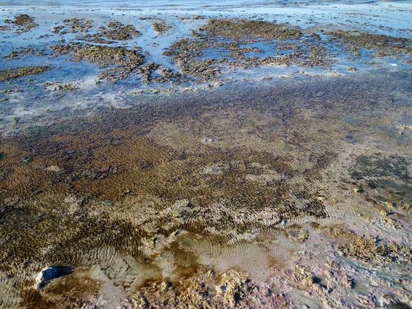 Swampy Shore Caspian Sea Dirty Stinking Sea Shore Kazakhstan Mangistau — Stock Photo, Image
