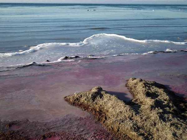 カスピ海沿岸の紫色の氷 カザフスタン マンギスタウ地方 2019年11月22日 — ストック写真
