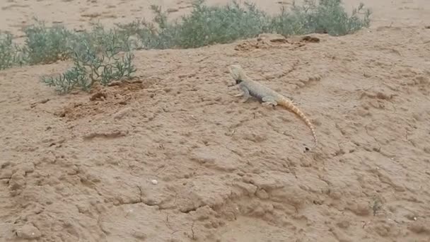 Lézard à l'abdomen violet . — Video