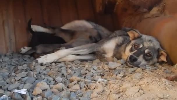 Perro alimentación cachorros . — Vídeo de stock