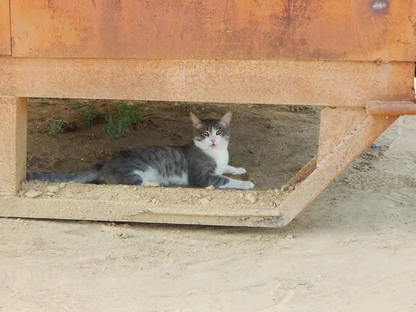 Gato jovem — Fotografia de Stock