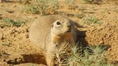 Gopher burrows yakınındaki.