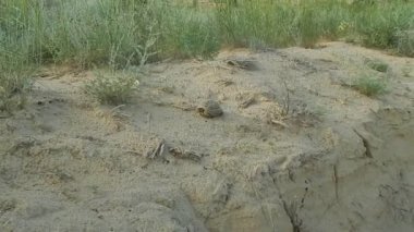 küçük kaplumbağa.