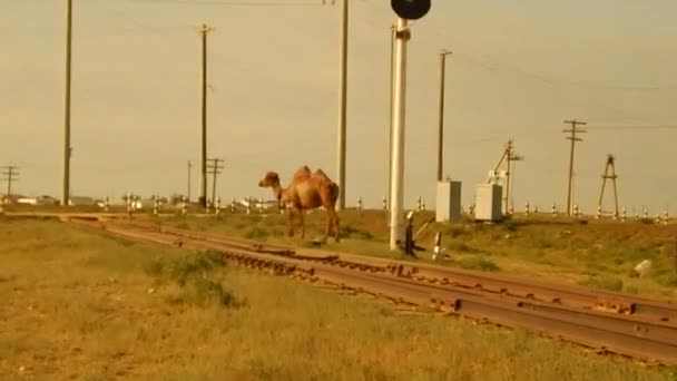 Camel passerar järnvägen. — Stockvideo