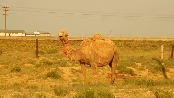 Camel near the railroad. — Stock Video