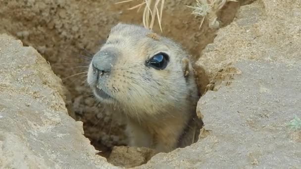 Gopher regarde hors d'un vison . — Video