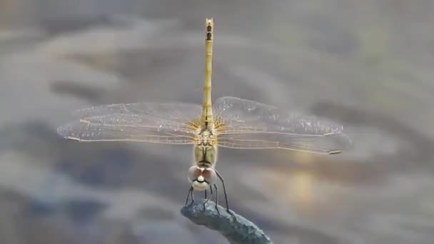 Dragonfly. — Stock Video