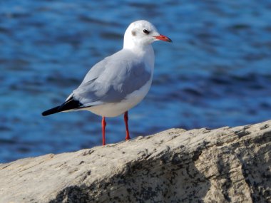 Martı kayalık plaj.