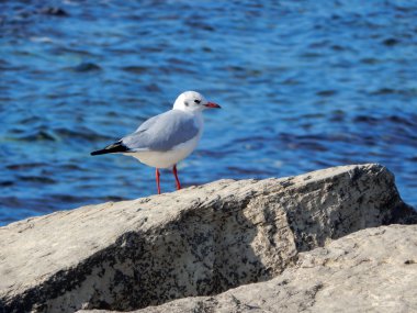Martı kayalık plaj