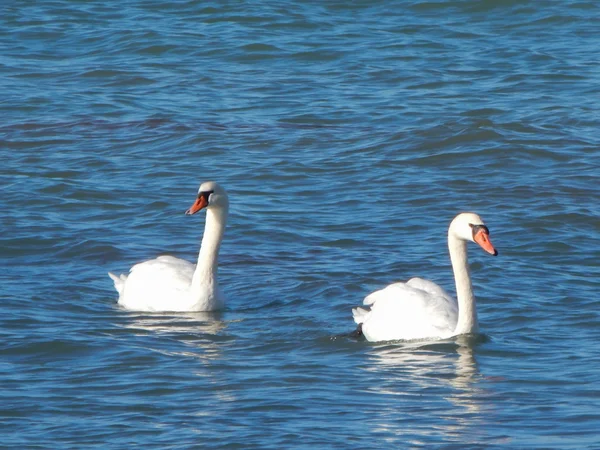 Swans in the sea. — Stock Photo, Image