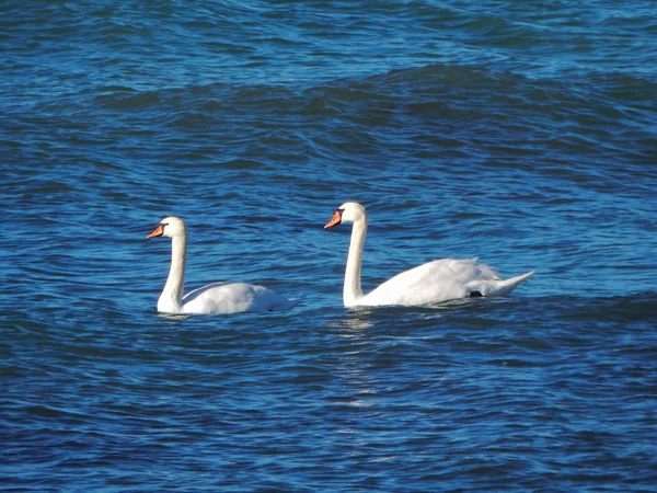 Zwanen in de zee. — Stockfoto