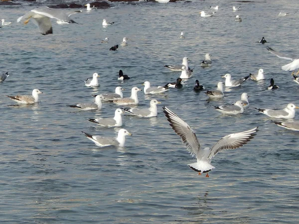 Gulls on water. — Stock Photo, Image