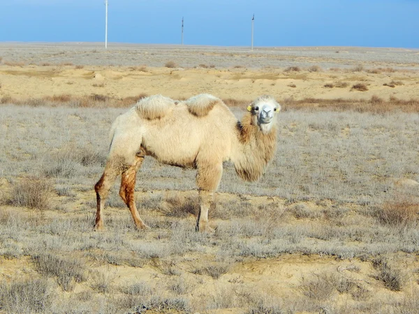 Bactrian camel. Kazakhstan. — Stock Photo, Image