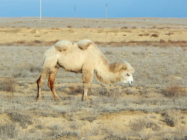 Bactrian camel. Kazakhstan. — Stock Photo, Image