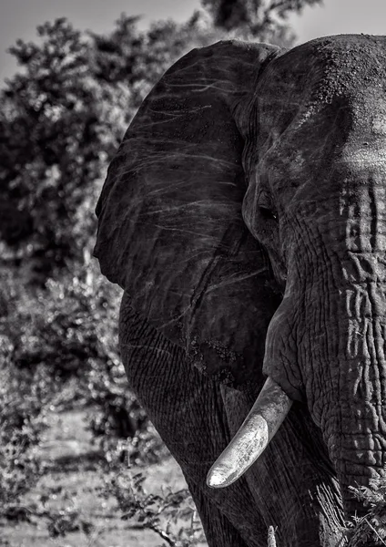 Een mannelijke olifant — Stockfoto