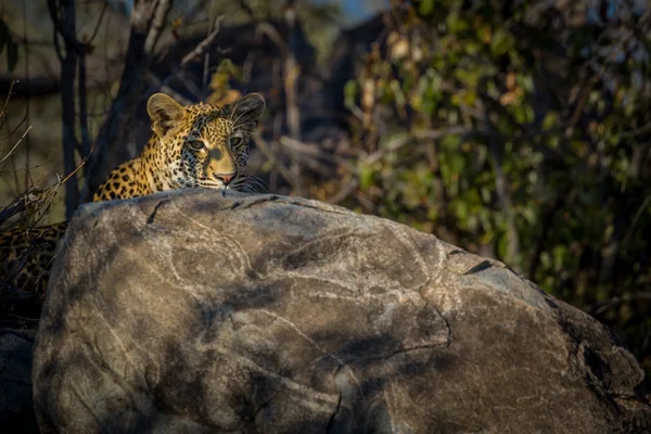 Um leopardo fêmea — Fotografia de Stock