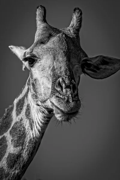 Eine männliche Giraffe — Stockfoto