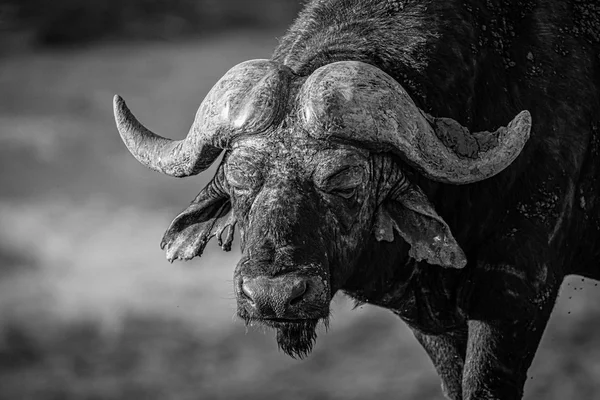 Stary mężczyzna buffalo — Zdjęcie stockowe