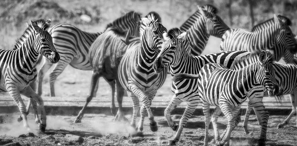 Zebras at the water hole Stock Image