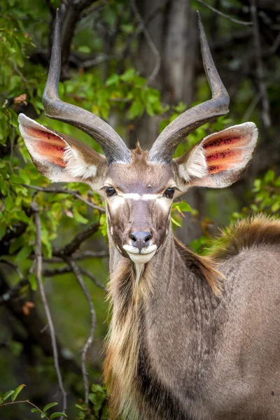 A male Nyala antelope Stock Photo