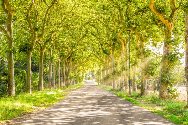 Chemin rural avec arbres et rayons lumineux — Photo