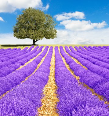 Provence 'deki lavanta tarlası