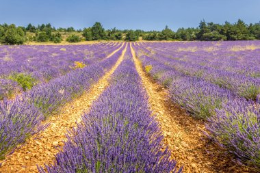 Fransa 'nın güneyindeki Provence' deki lavanta tarlası.