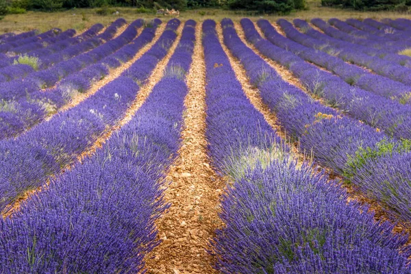 Lavendelveld Provence Frankrijk — Stockfoto