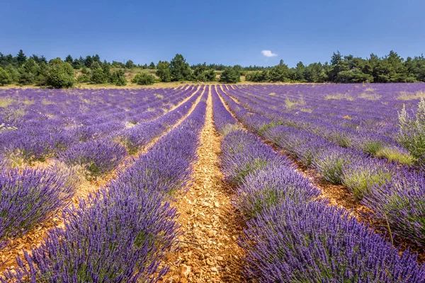 Lavendelfält Provence Södra Frankrike — Stockfoto