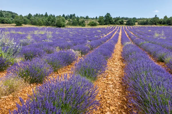 Lavendelfält Provence Frankrike — Stockfoto