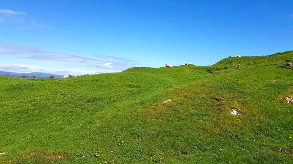Grassland Τον Ουρανό Πρόβατα Και Μπλε — Φωτογραφία Αρχείου