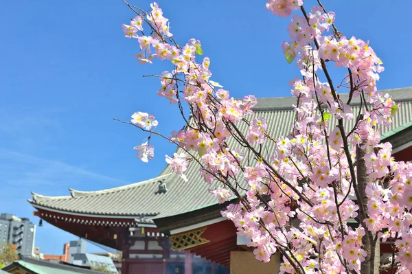 Veduta Del Tempio Sensoji Asakusa Taito City Tokyo Giappone — Foto Stock